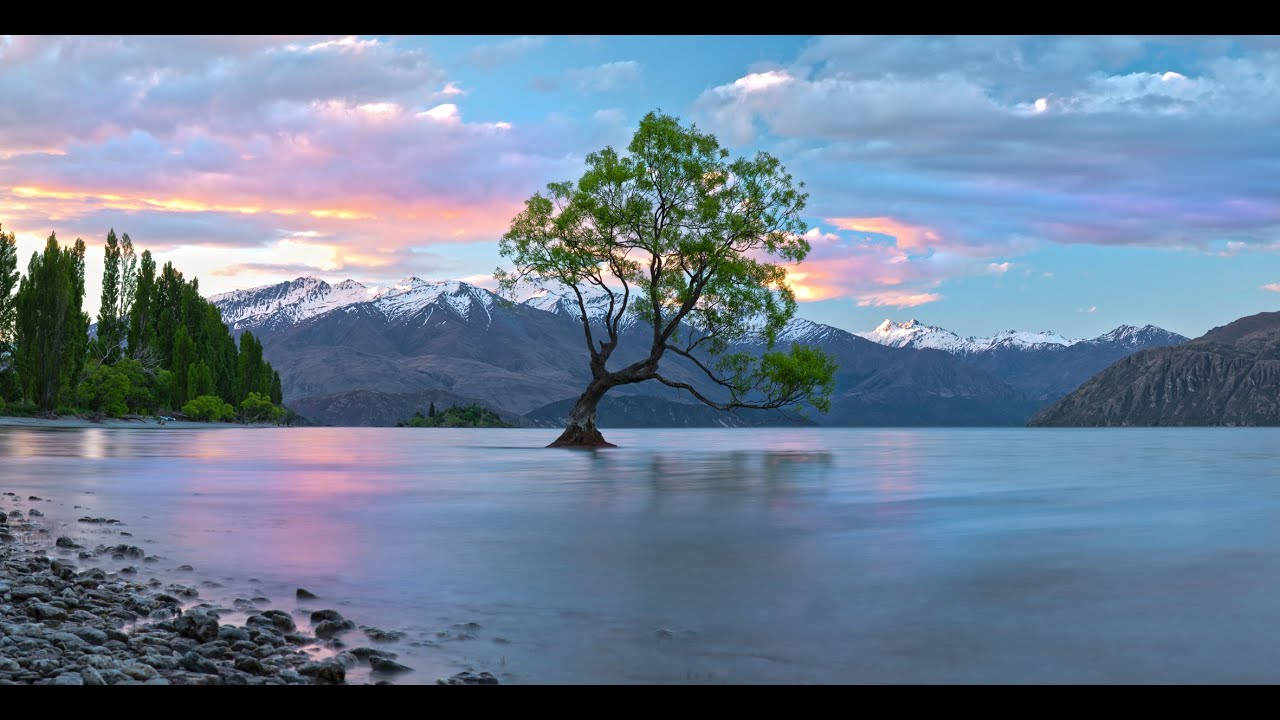 Tuvalu Tree In Water Wallpaper