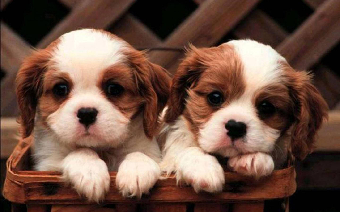 Twin Puppies In A Basket Wallpaper