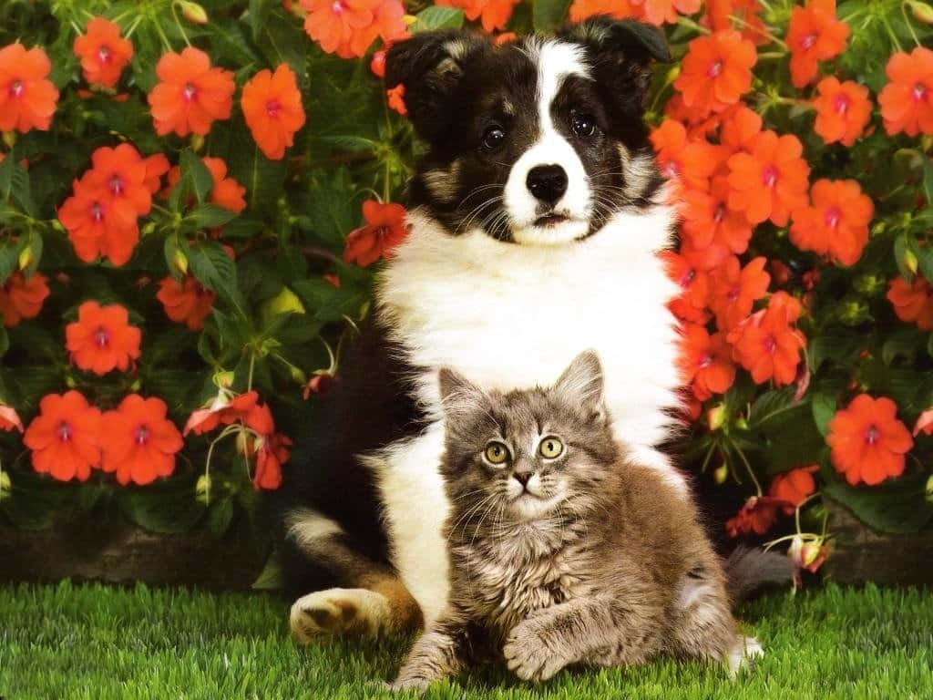 Two Adorable Best Friends - Kitten And Puppy Wallpaper