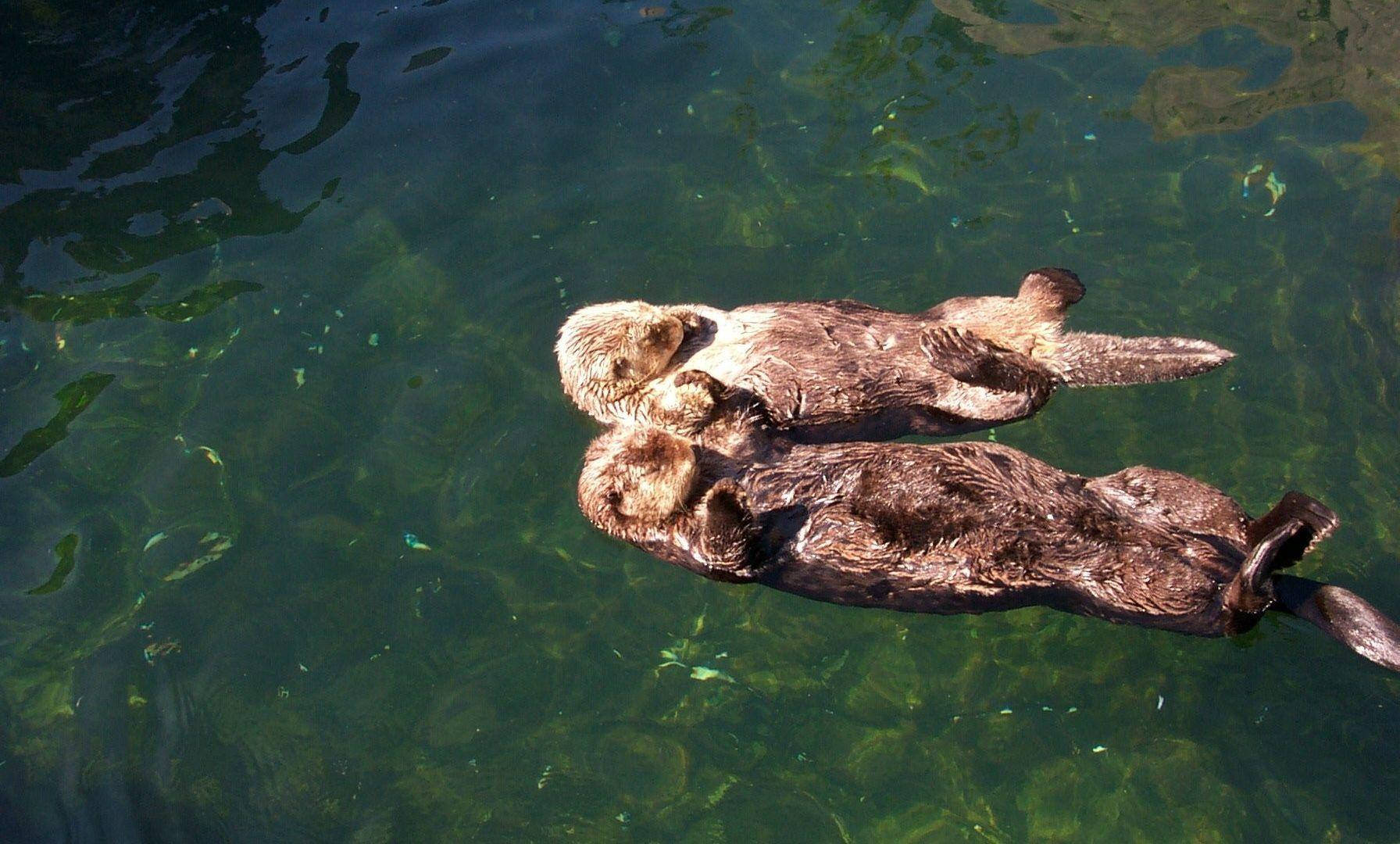 Two Adorable Otters Floating Together In The Water Wallpaper