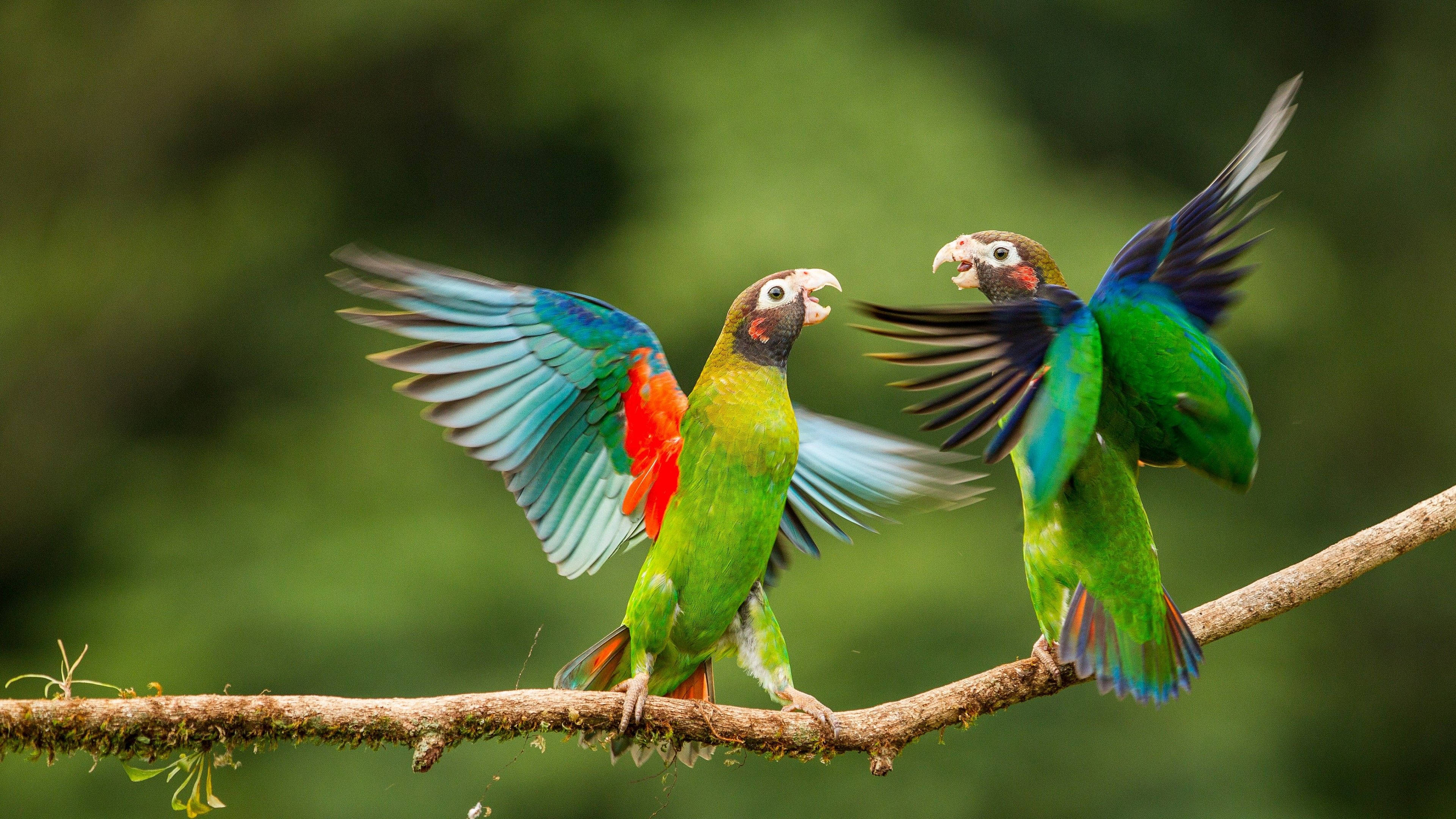 Two Brown-hooded Parrots Wallpaper