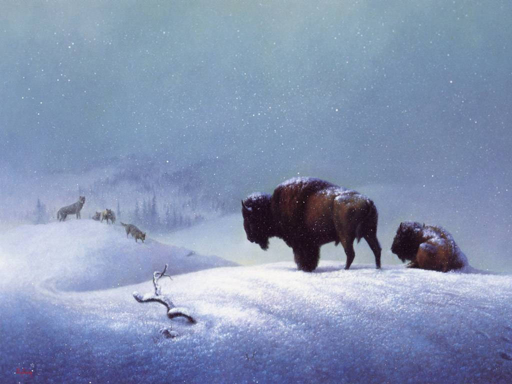 Two Buffaloes In Snow Wallpaper