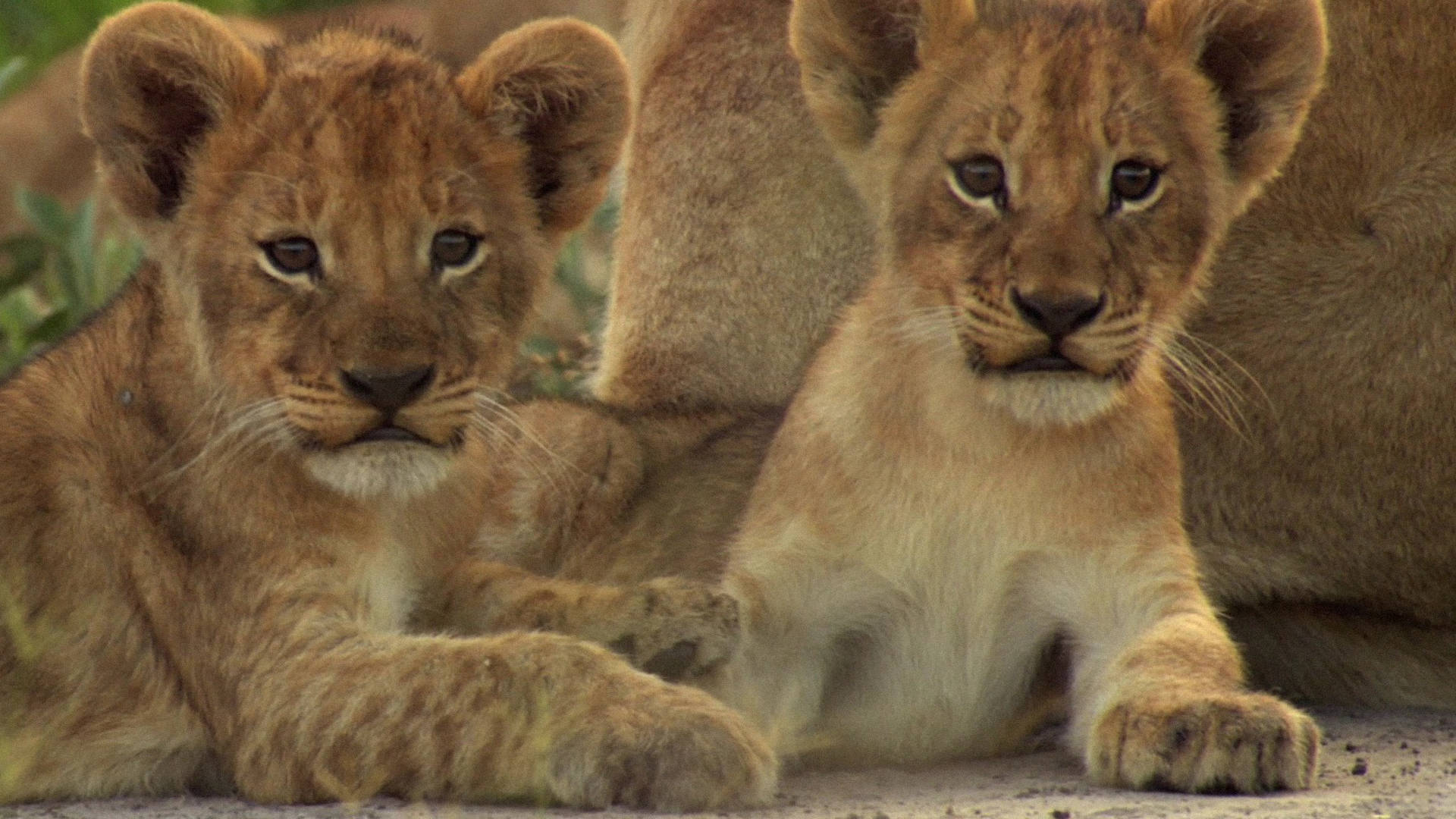Two Cool Lion Cubs Wallpaper