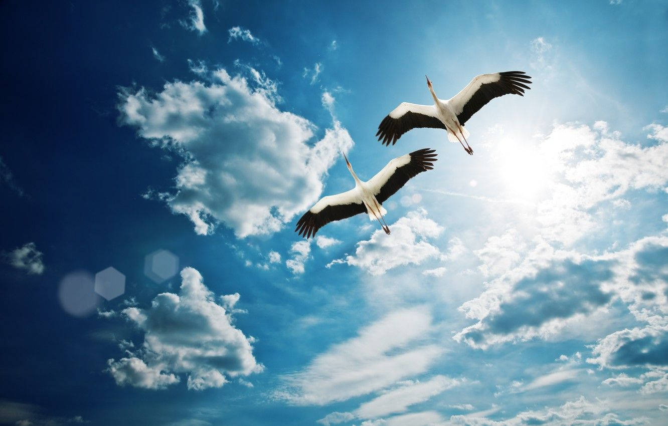 Two Crane Birds Flying Wallpaper