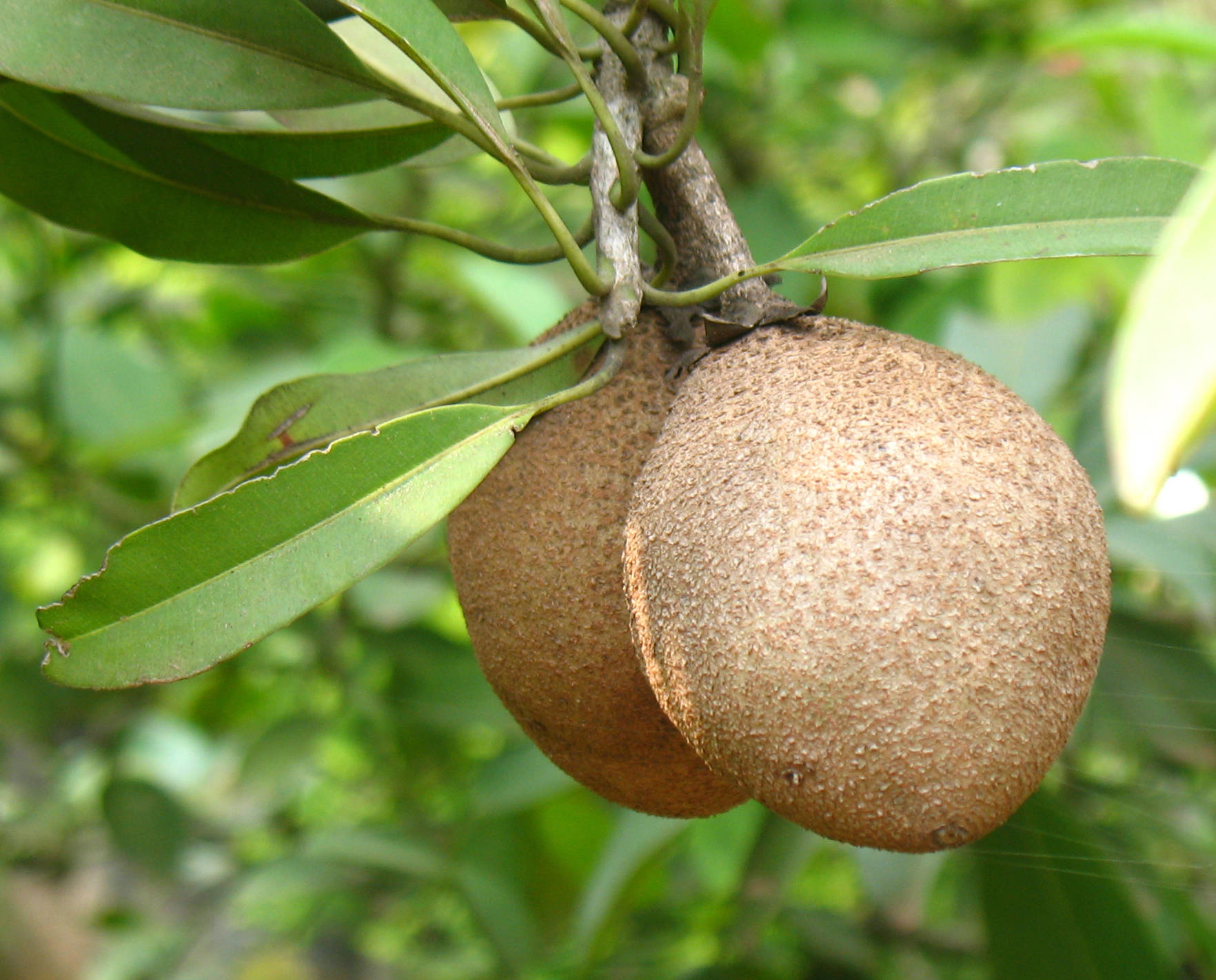 Two Hanging Sapodilla Fruits Wallpaper