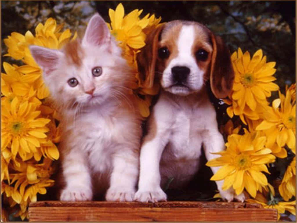 Two Playful Furballs - A Kitten And A Puppy Wallpaper