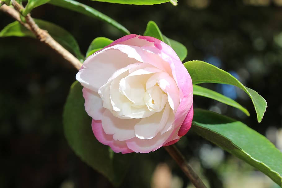 Two-toned Camellia Sasanqua Flower Wallpaper