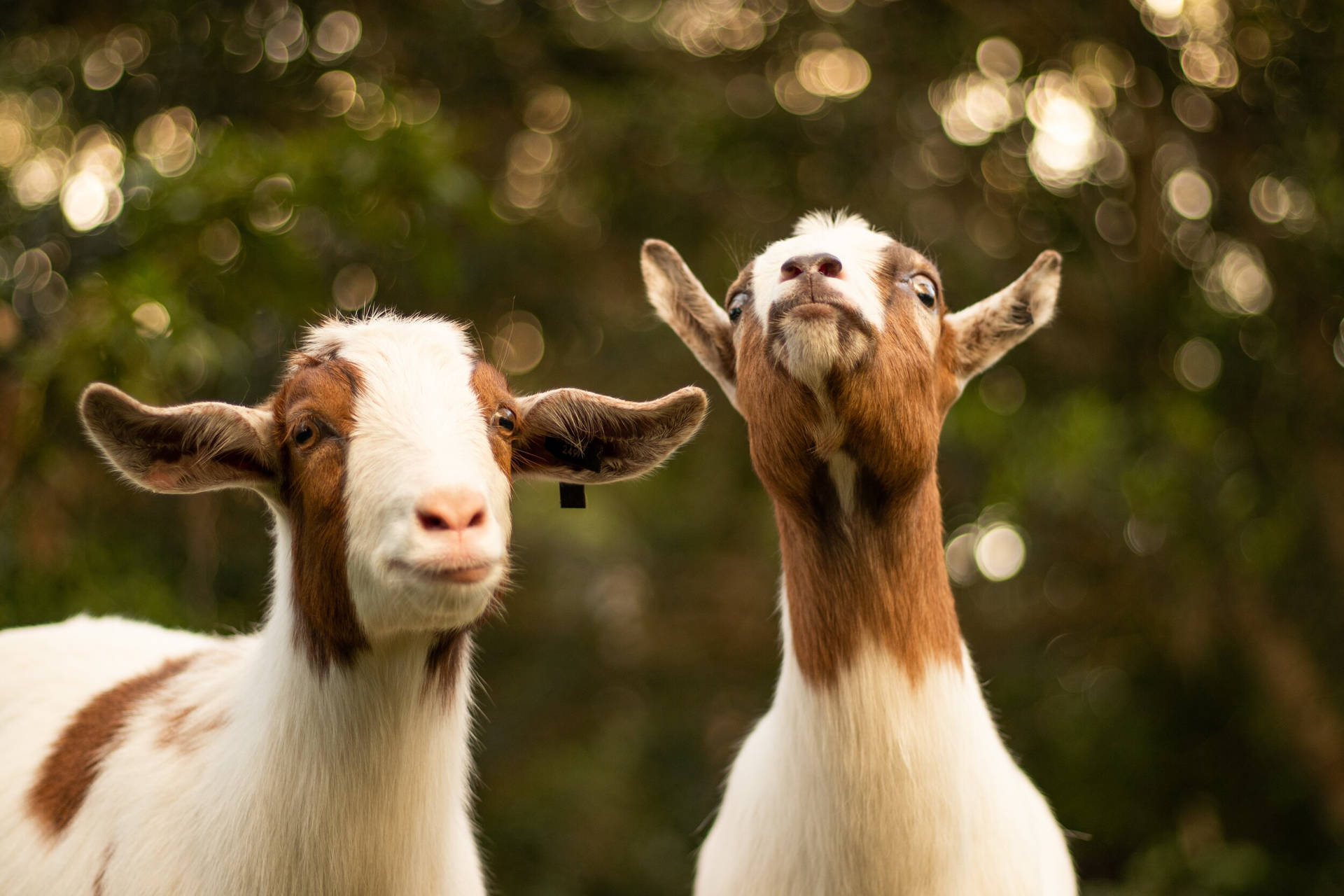 Two White And Brown Young Goat Kids Wallpaper