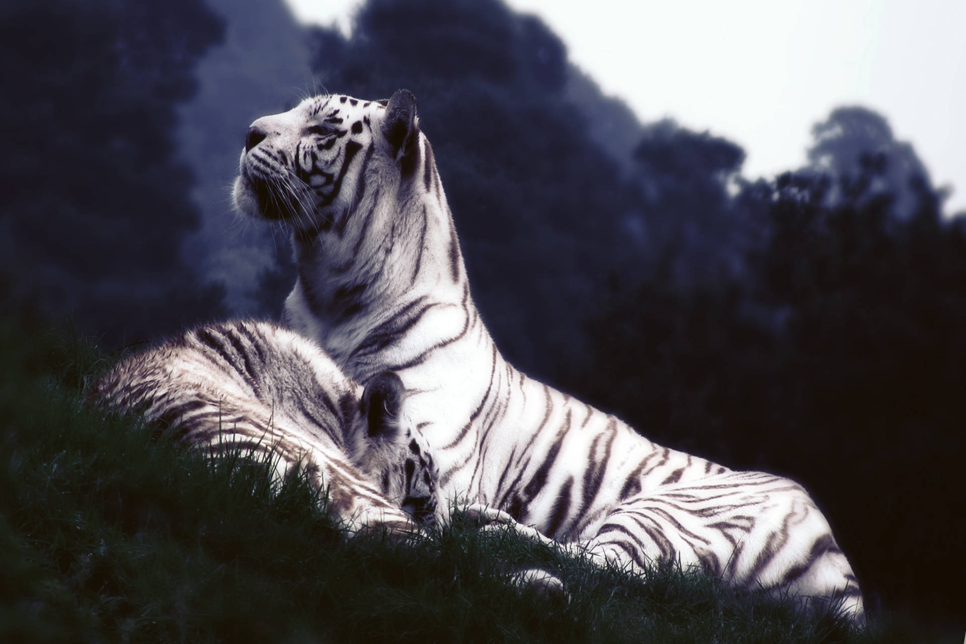 Two White Tiger Siblings Resting In The Grass Wallpaper