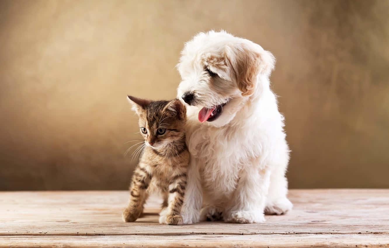 Two Young Pets Enjoy An Afternoon In The Park Wallpaper