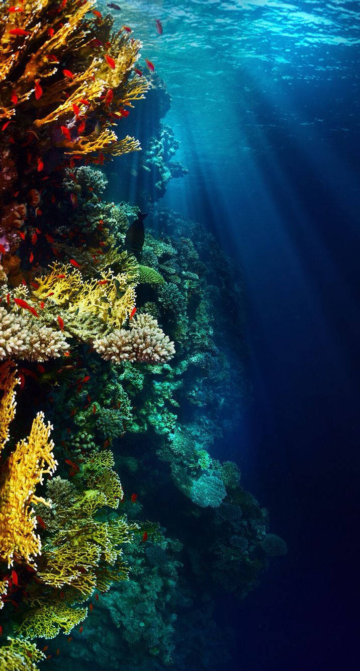 Underwater Vertical Reef Wallpaper