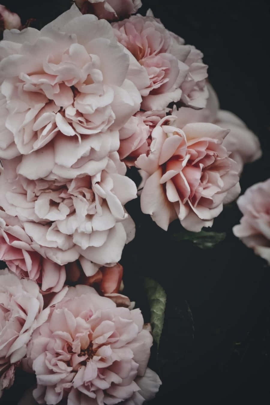 Unforgettable Beauty Found In Nature Wallpaper