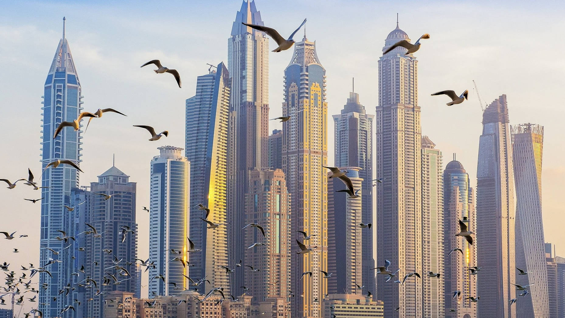 United Arab Emirates Flock Of Seagull Wallpaper