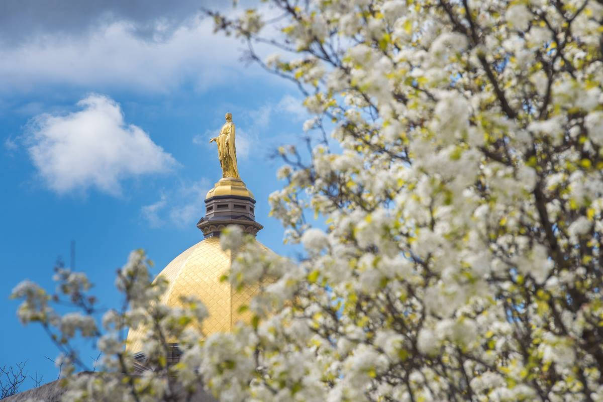 University Of Notre Dame Statue With Tree Wallpaper