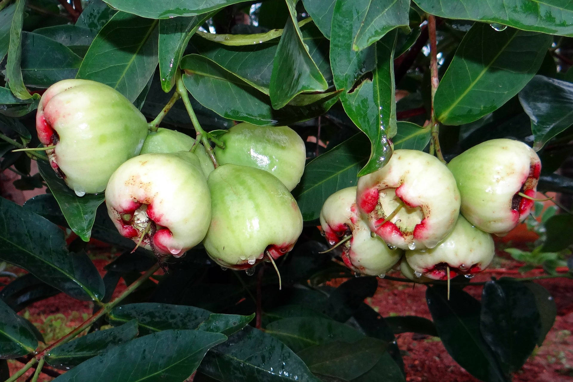 Unripe Green Rose Apples Wallpaper