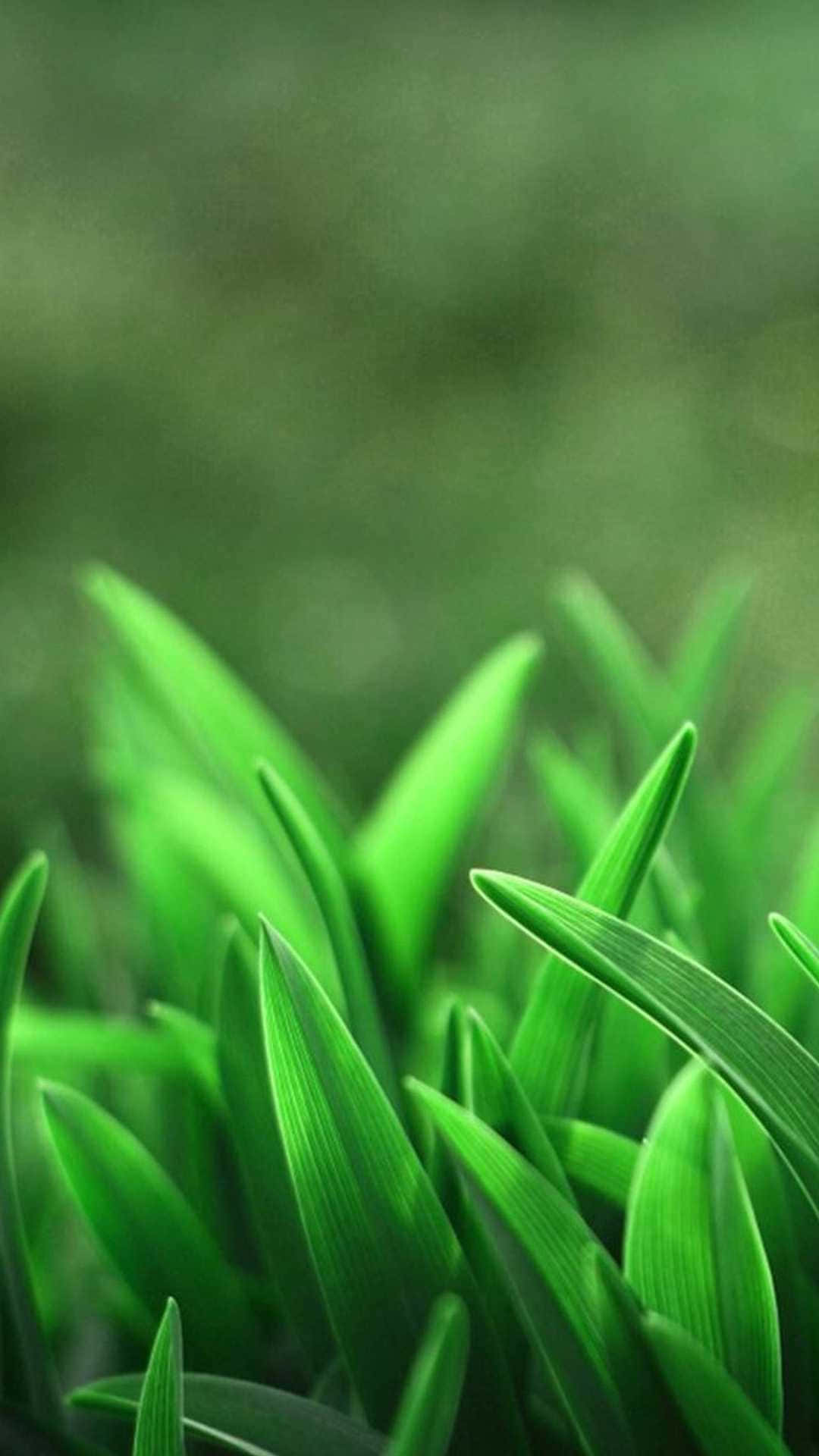 Untrimmed Cute Sage Green Grass Wallpaper