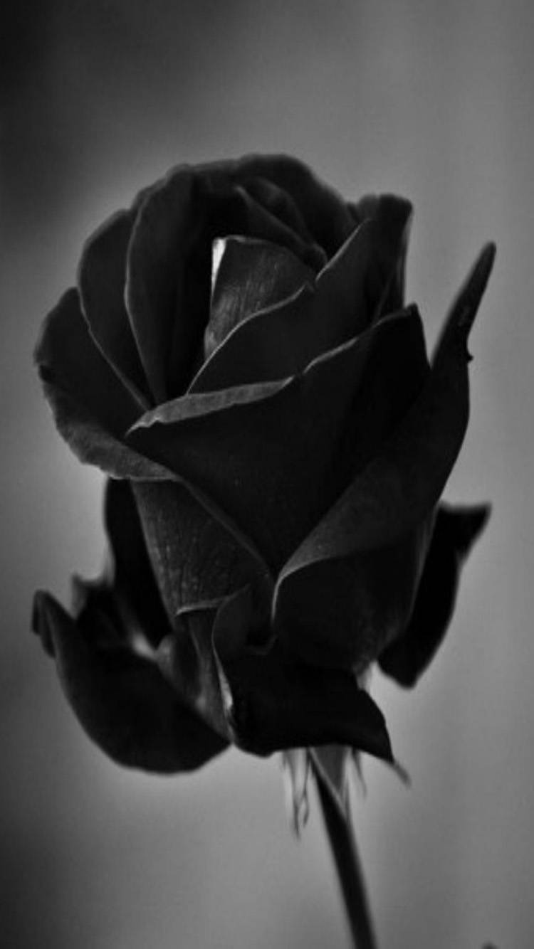 Unveiling Beauty With A Black Rose Iphone Wallpaper Wallpaper