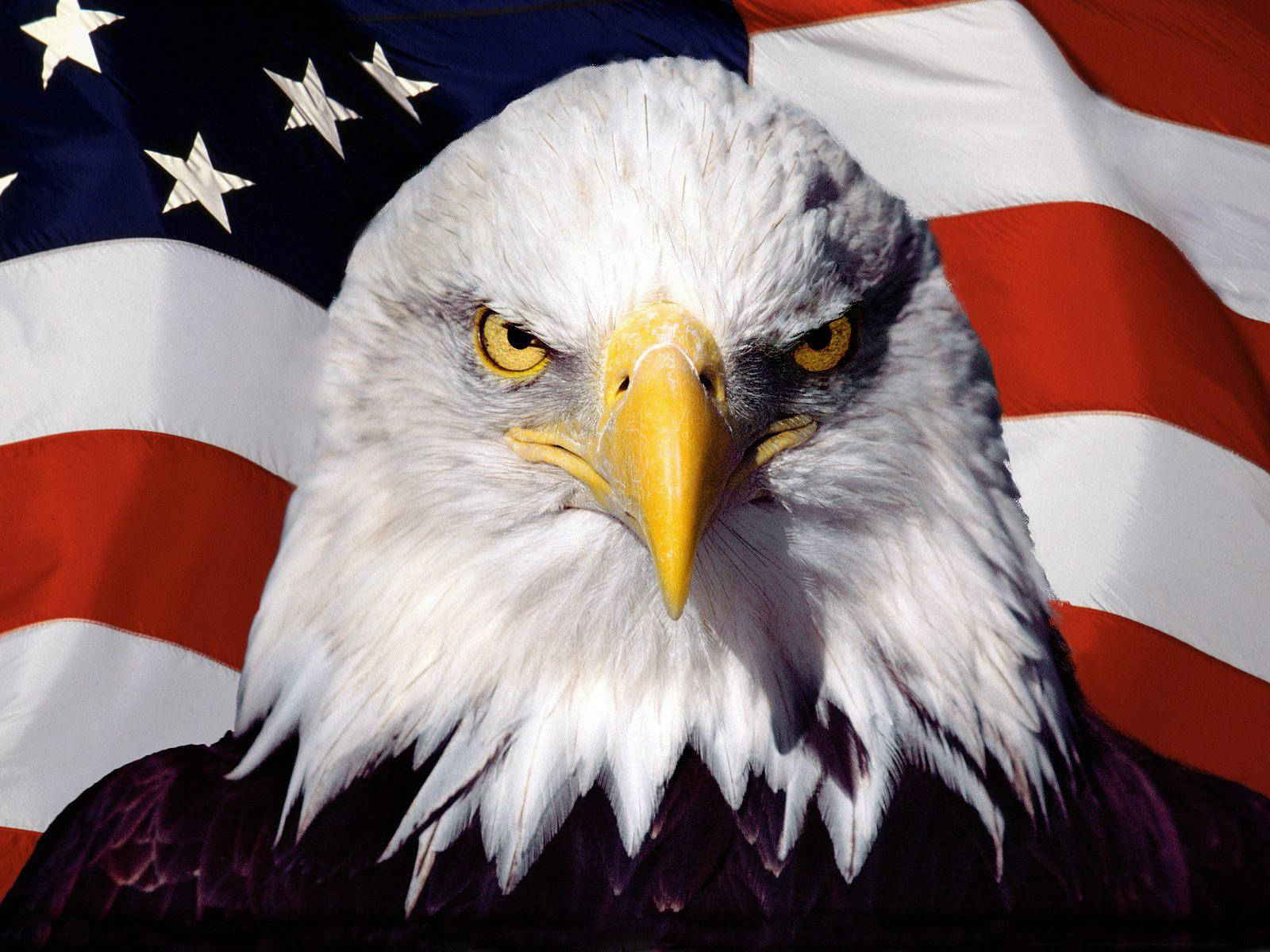 Us Eagle Fierce Face Wallpaper