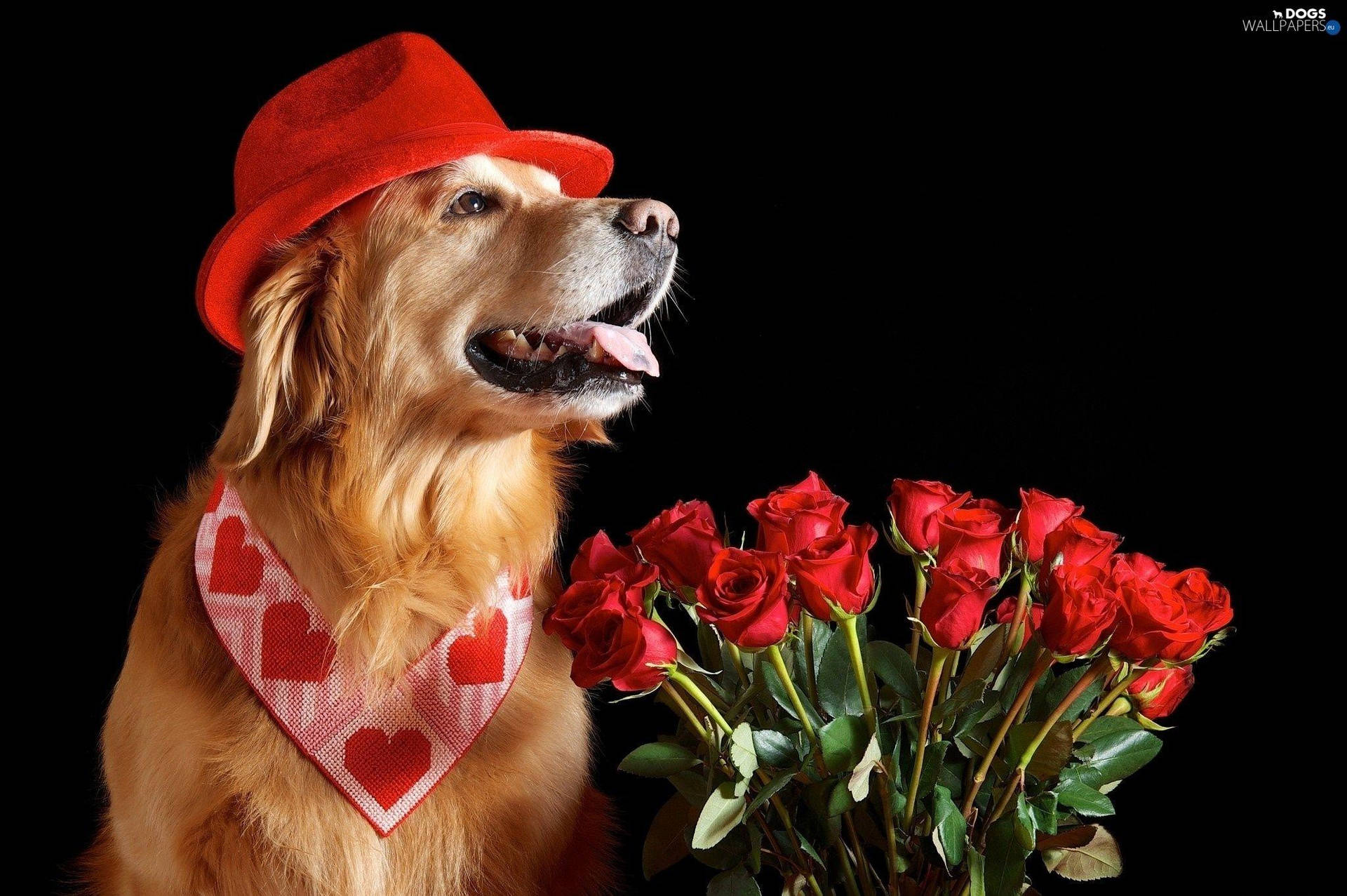 Valentine's Dog Roses Wallpaper