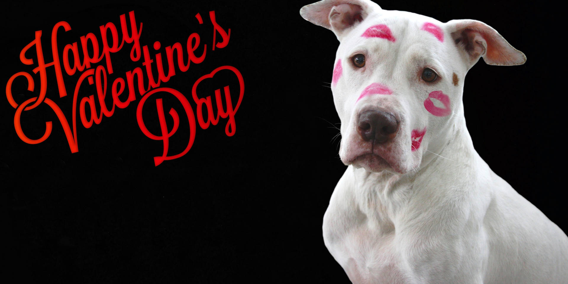 Valentines Day Funny Dog Wallpaper