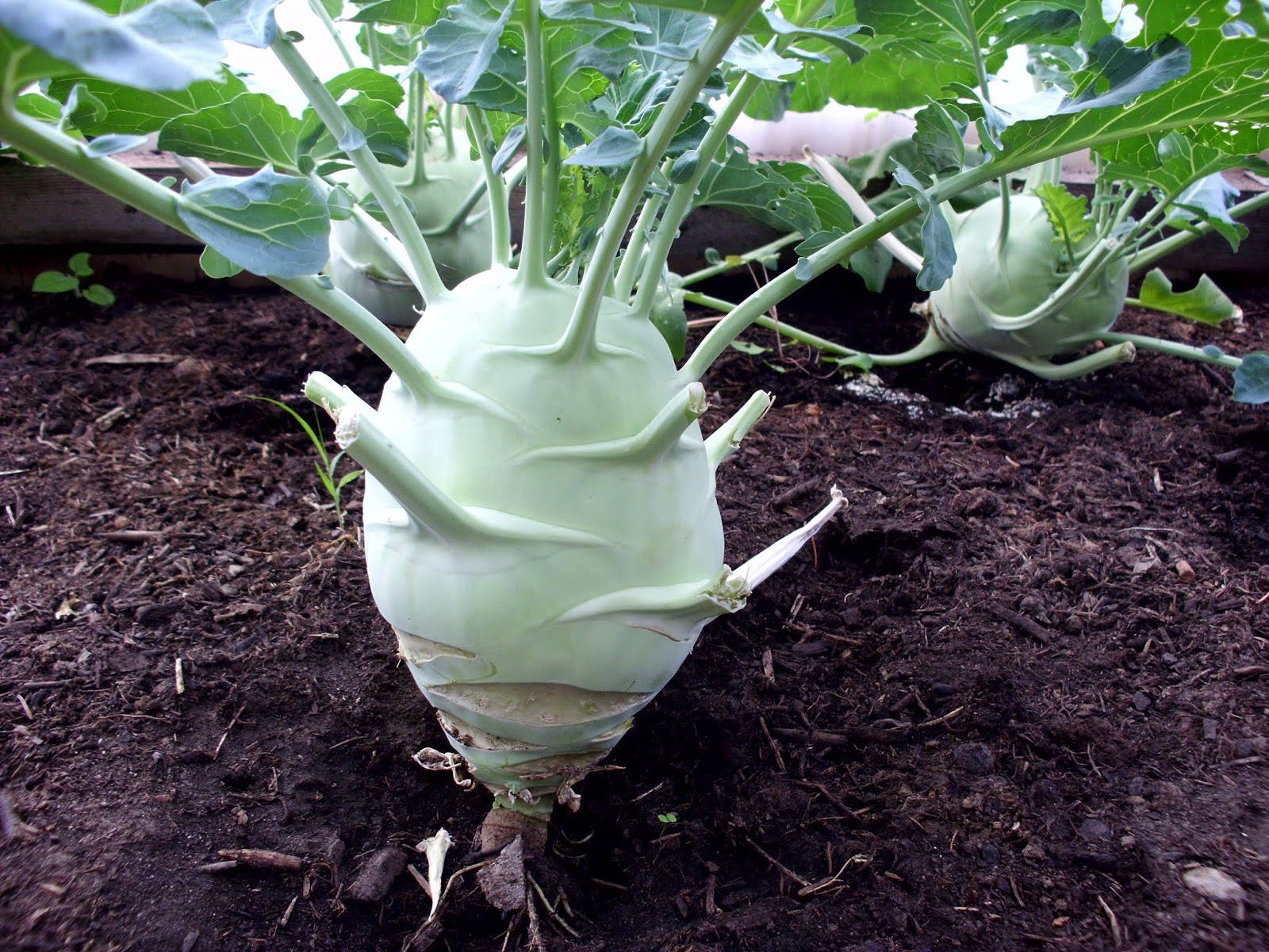 Vegetable Kohlrabi In The Garden Wallpaper