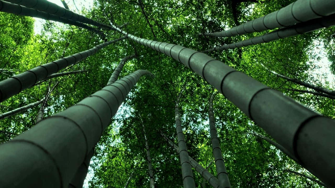Verdant_ Bamboo_ Forest_ Canopy.jpg Wallpaper