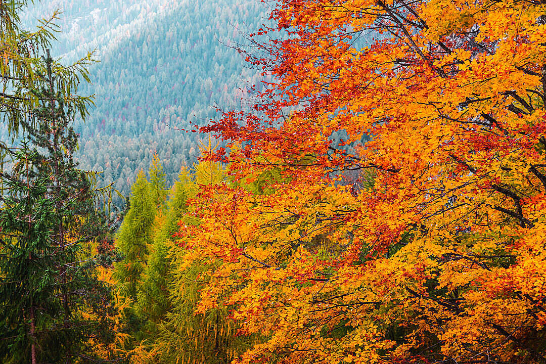 Verdant Nature Fall Desktop Wallpaper