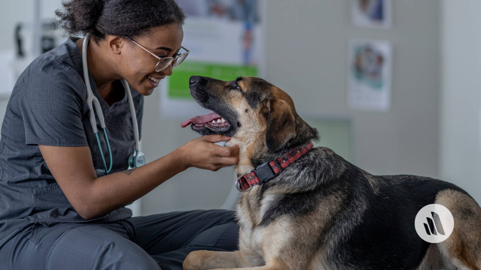 Veterinarian Smiling At German Shepherd Wallpaper