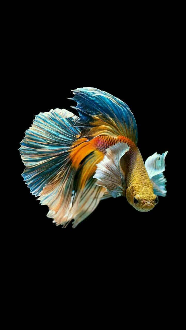 Vibrant Betta Fish Display Wallpaper