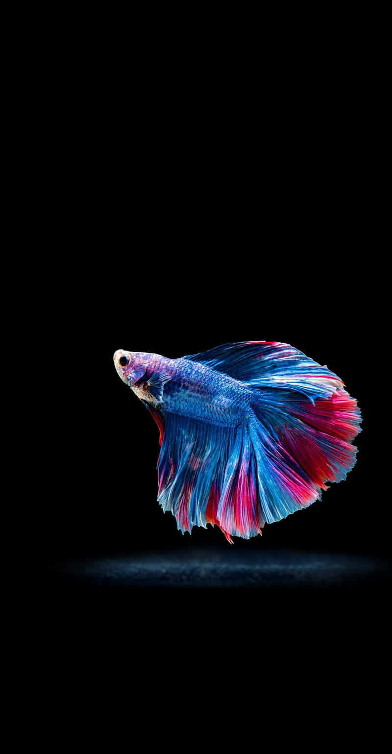 Vibrant Betta Splendens Display Wallpaper