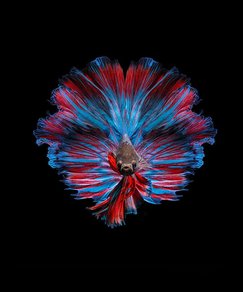 Vibrant Betta Splendens Display Wallpaper