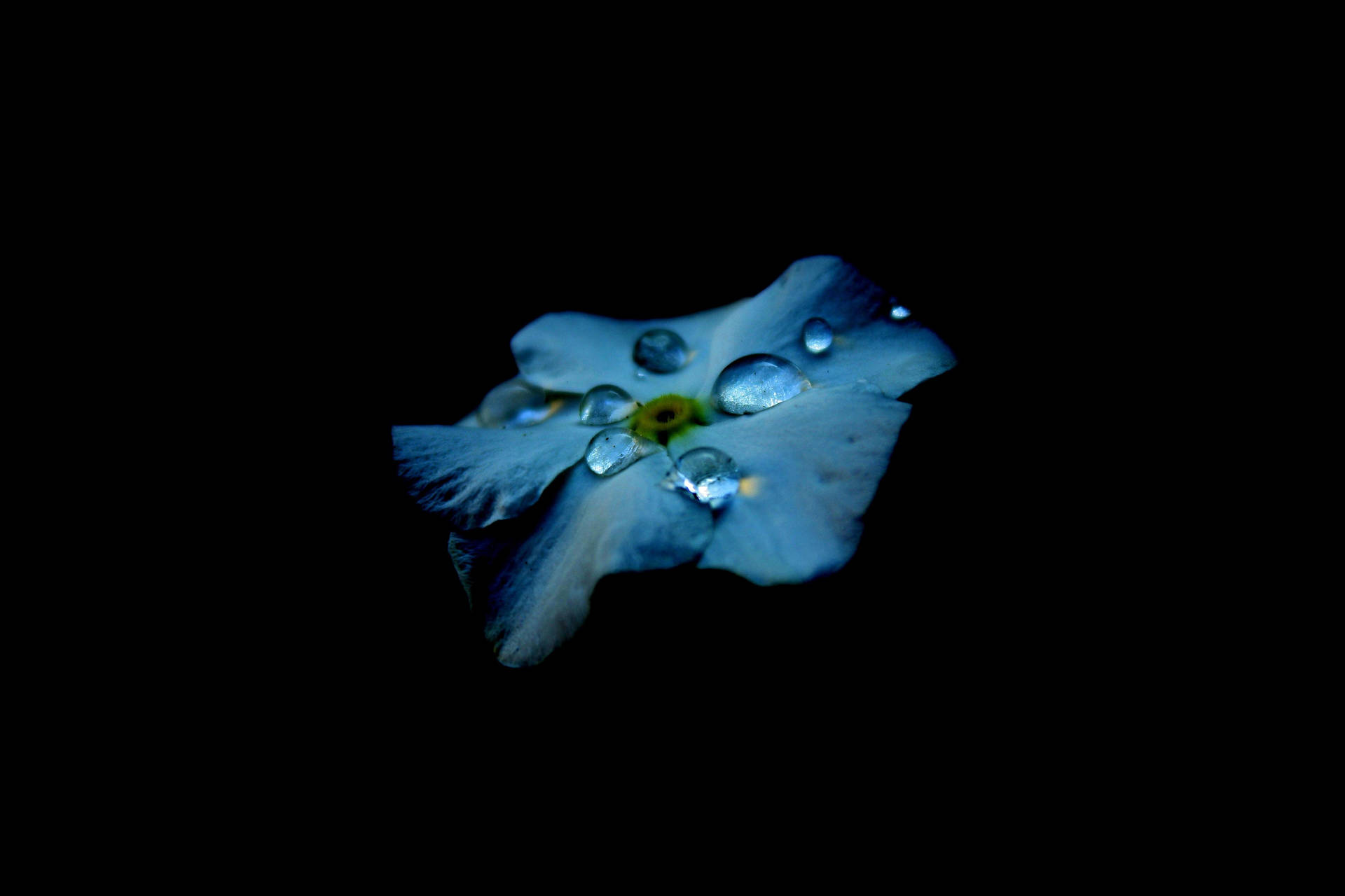 Vibrant Blue Flower Under Raindrops Displayed On Best Oled Screen Wallpaper