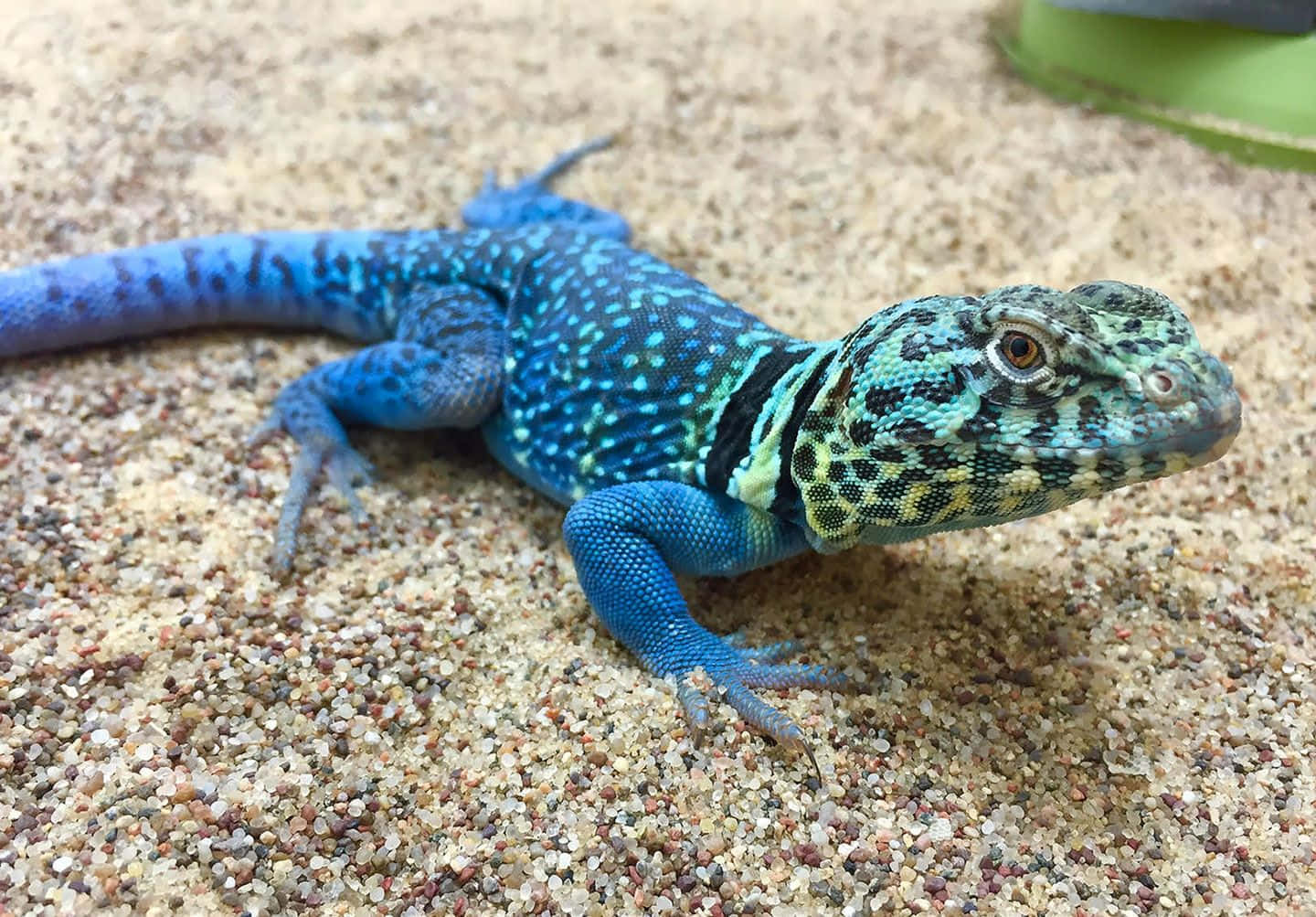 Vibrant Blue Lizard On Sand Wallpaper