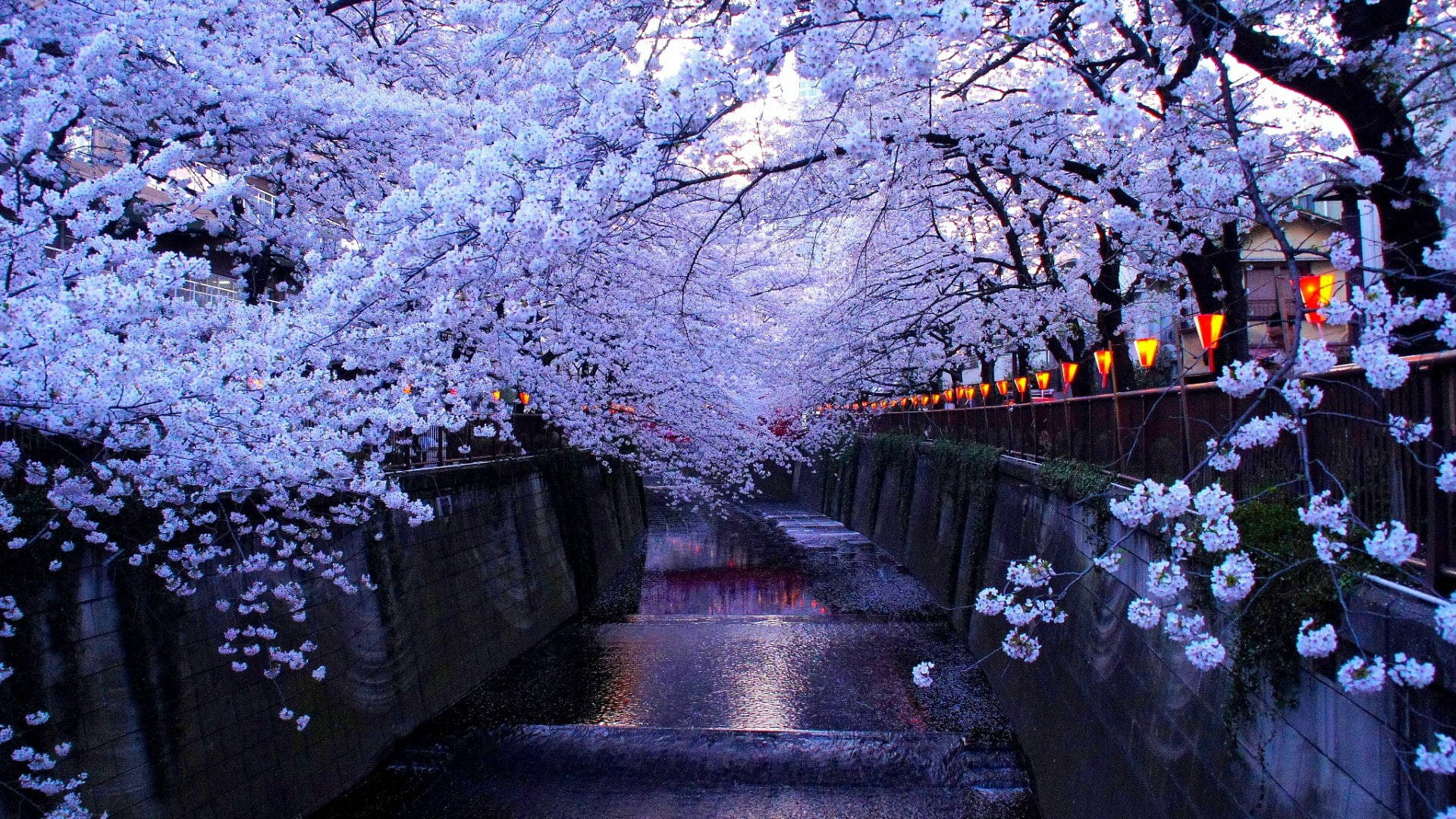 Vibrant Cherry Blossom Bloom On A Desktop Wallpaper