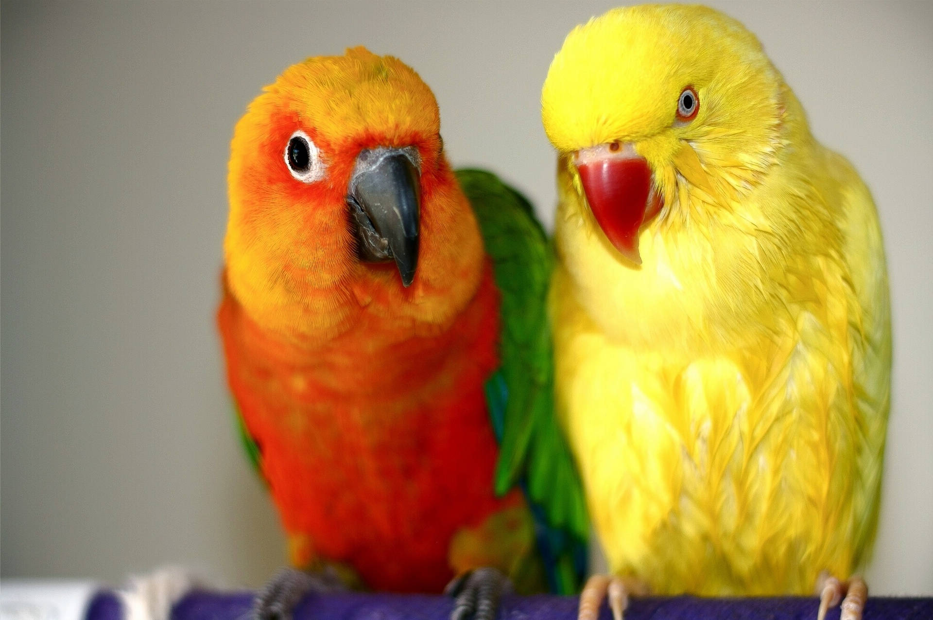 Vibrant Conure And Ringneck Parrots Wallpaper