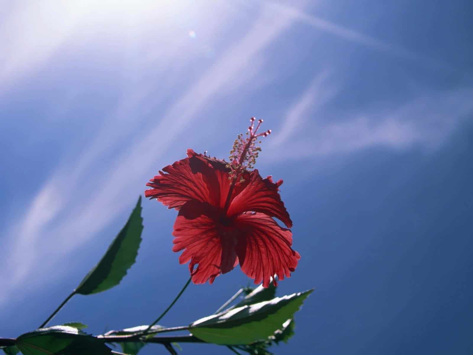 Vibrant Crimson Hibiscus In Full Bloom Wallpaper