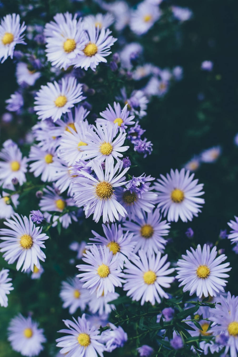 Vibrant Digital Daisy On Smartphone Display Wallpaper