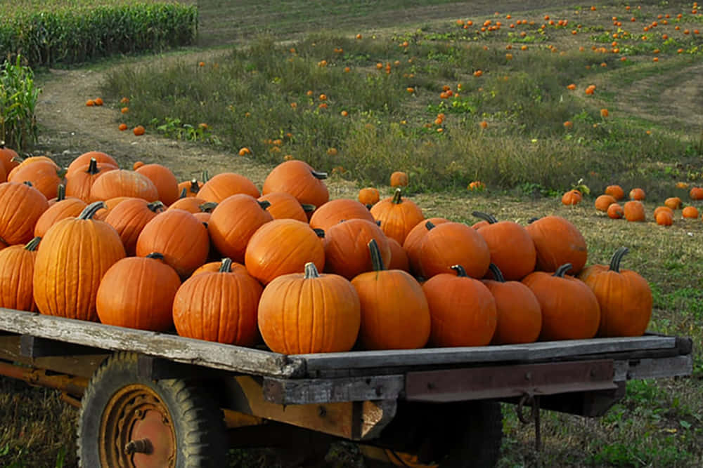 Vibrant Fall Pumpkins Display Wallpaper