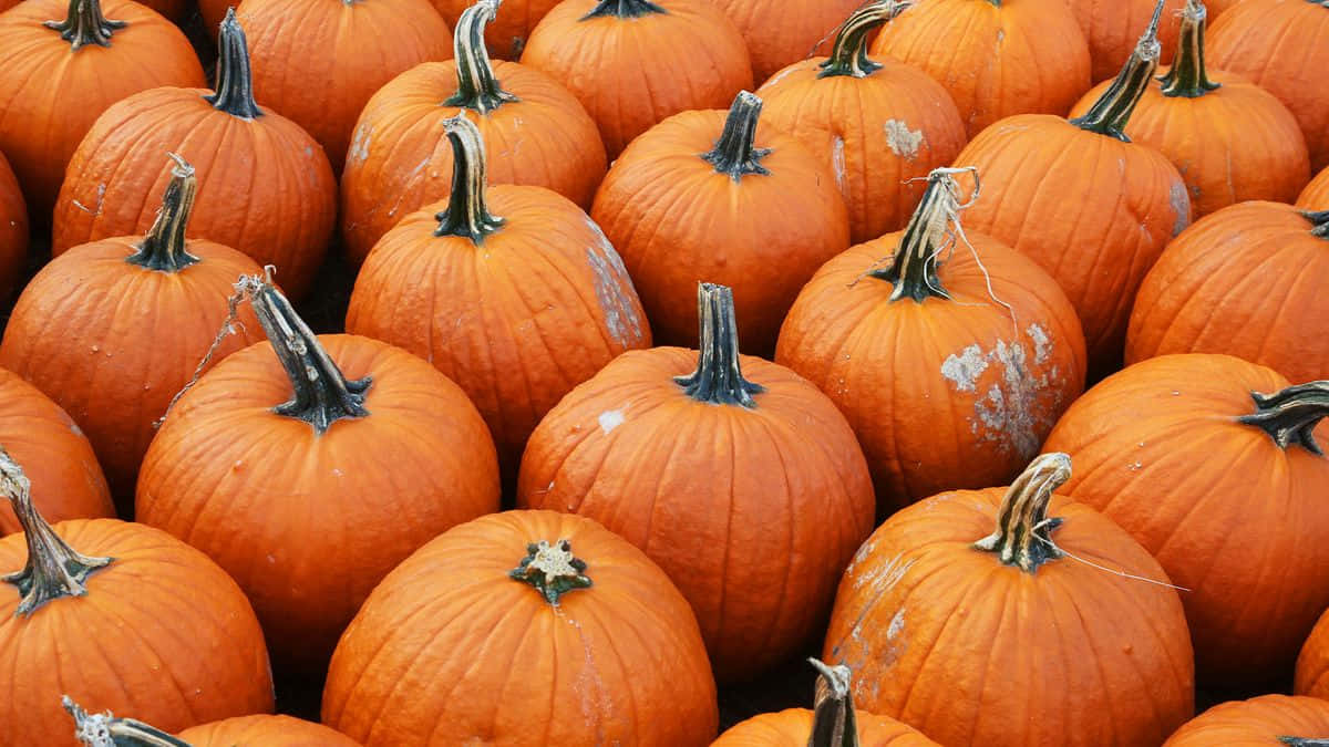 Vibrant Fall Pumpkins Display Wallpaper