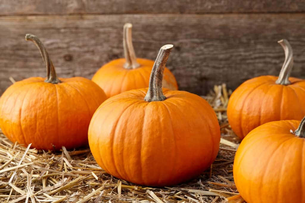 Vibrant Fall Pumpkins Display Wallpaper