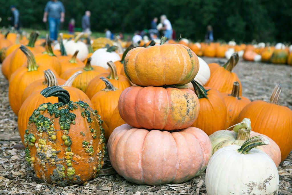 Vibrant Fall Pumpkins In A Rustic Outdoor Setting Wallpaper