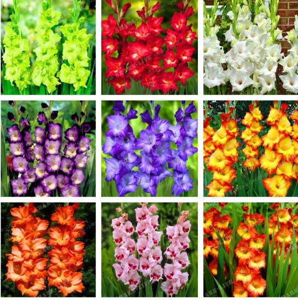 Vibrant Gladiolus Blooms Wallpaper