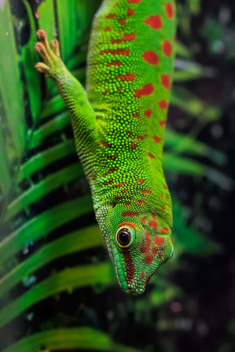 Vibrant Green Gecko Wallpaper