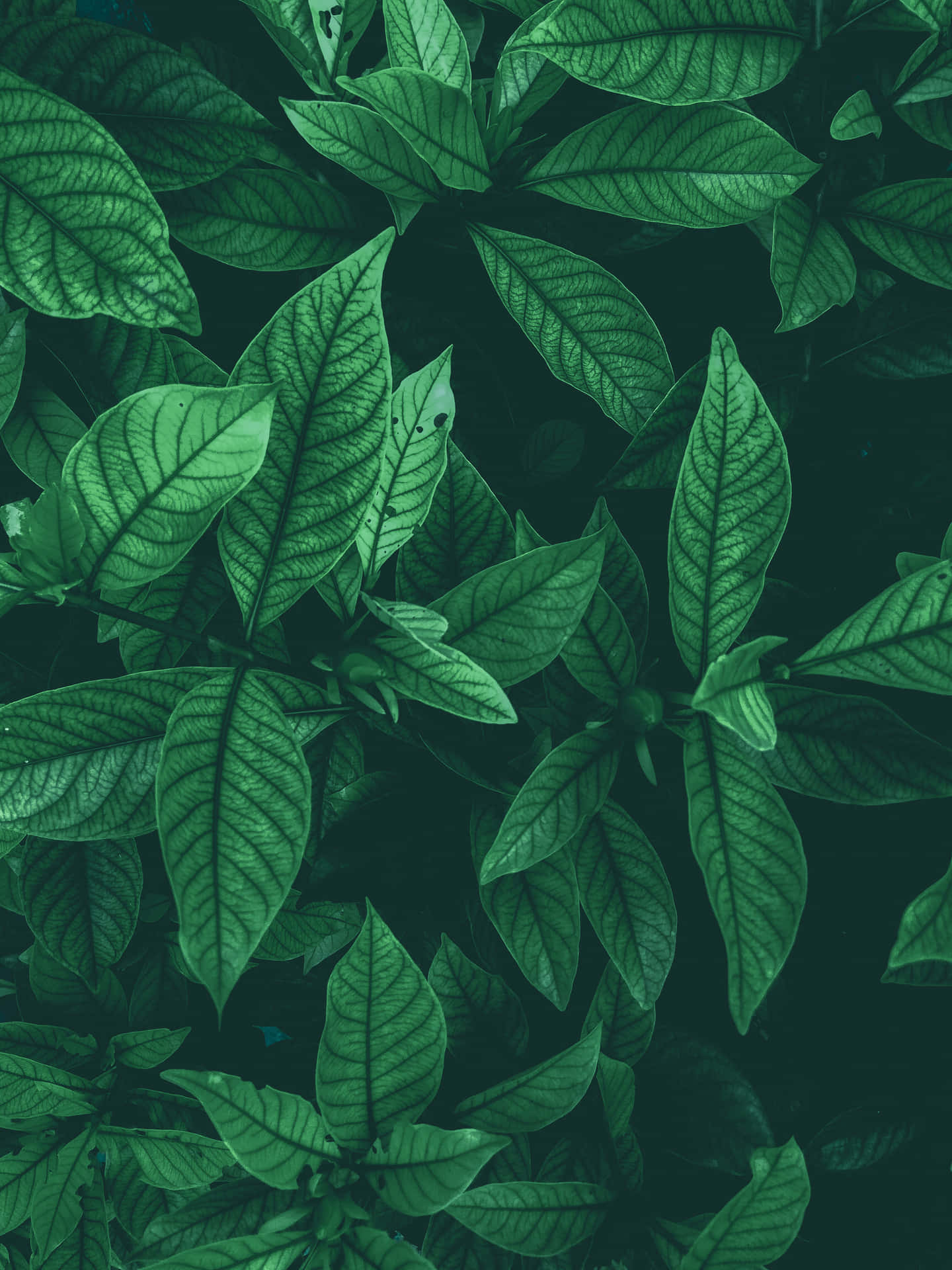 Vibrant Green Leaf Close-up Wallpaper