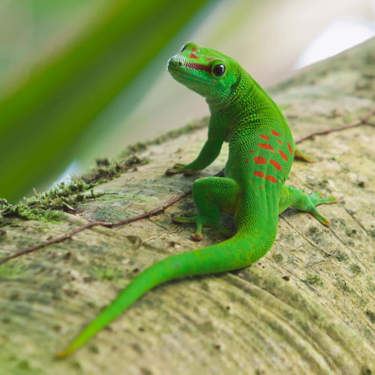 Vibrant Green Lizardon Log Wallpaper