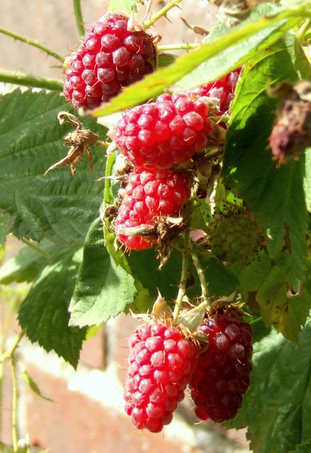 Vibrant Red Loganberries Glistening In Sunlight Wallpaper