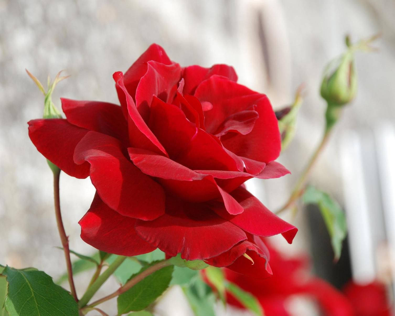 Vibrant Red Rose In Full Bloom Wallpaper