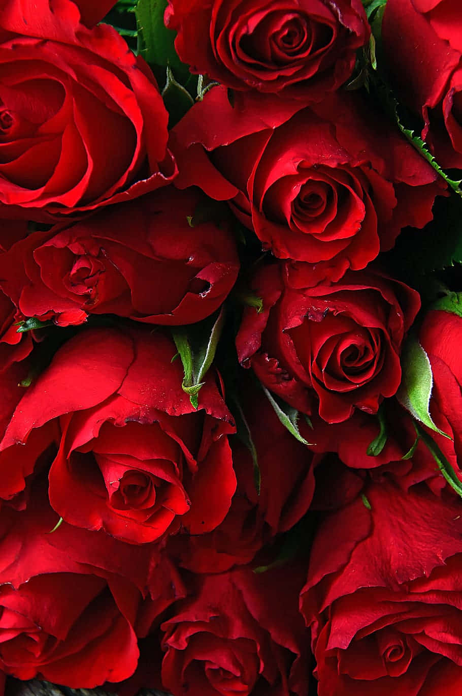 Vibrant_ Red_ Roses_ Closeup.jpg Wallpaper