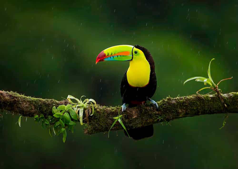 Vibrant Toucan Rainy Habitat.jpg Wallpaper