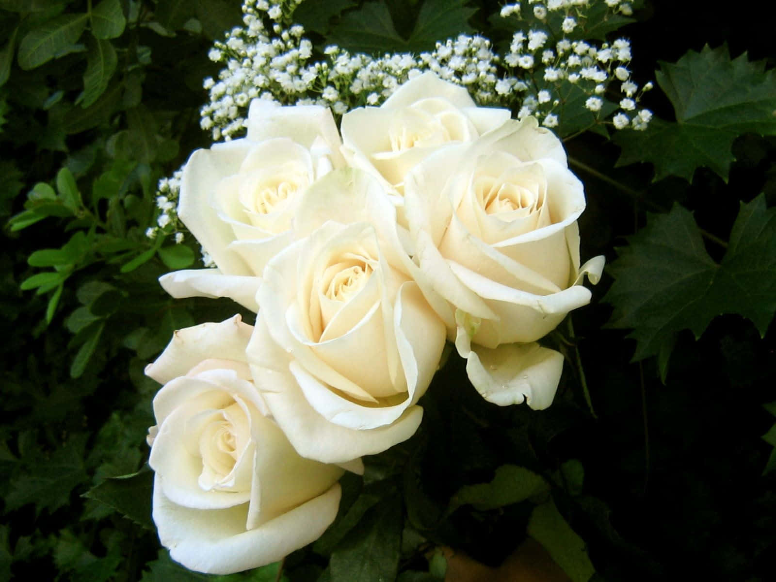 Vibrant White Rose Blooming In Sunshine Wallpaper